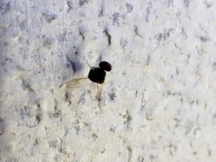 Chrysopilus basilaris