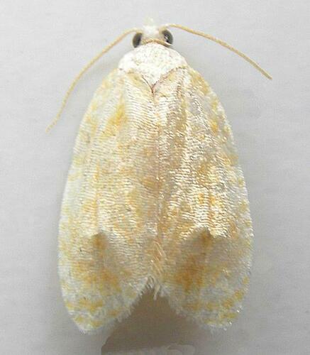 Oak Leafshredder Moth photo 3