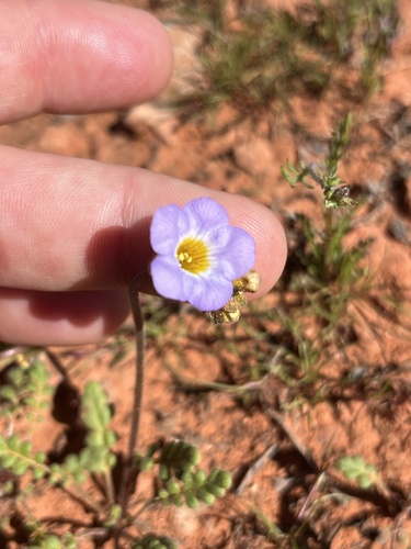 Fremont's phacelia (Phacelia fremontii)