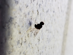 Chrysopilus basilaris