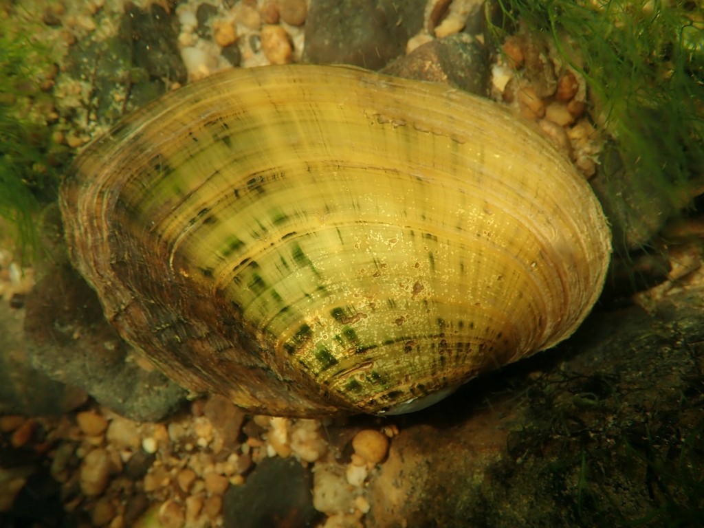 pheasantshell