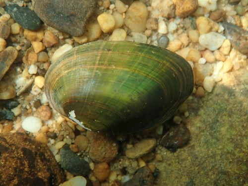 Venustaconcha troostensis
