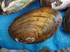 Cambarunio taeniatus