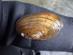 Cambarunio taeniatus