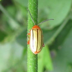 Disonycha stenosticha