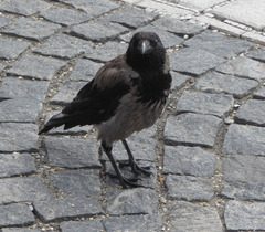 Corvus cornix