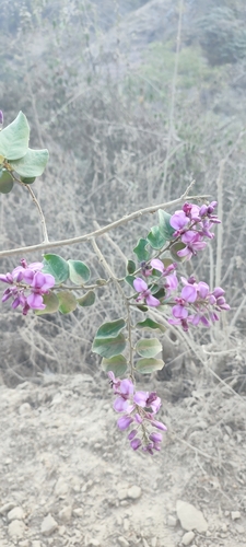 Image of Securidaca diversifolia by no rights reserved