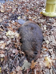 Castor canadensis