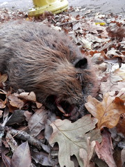 Castor canadensis