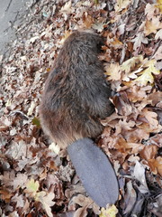 Castor canadensis
