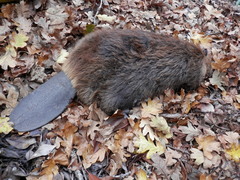 Castor canadensis