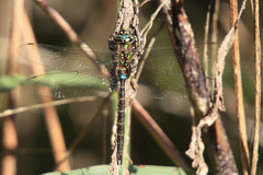 Rhionaeschna psilus