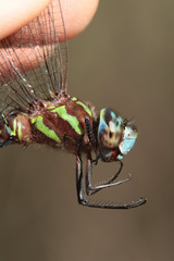 Rhionaeschna psilus