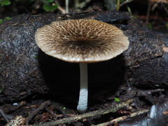 Bolbitius muscicola image