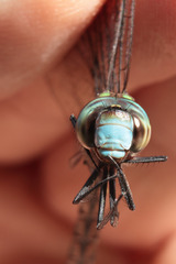 Rhionaeschna psilus