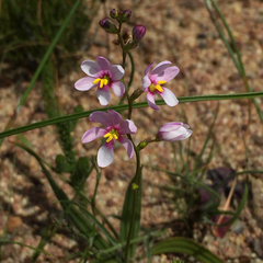 Ixia scillaris scillaris