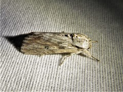 Spodoptera albula