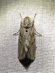 Spodoptera albula
