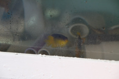 Stegastes leucostictus