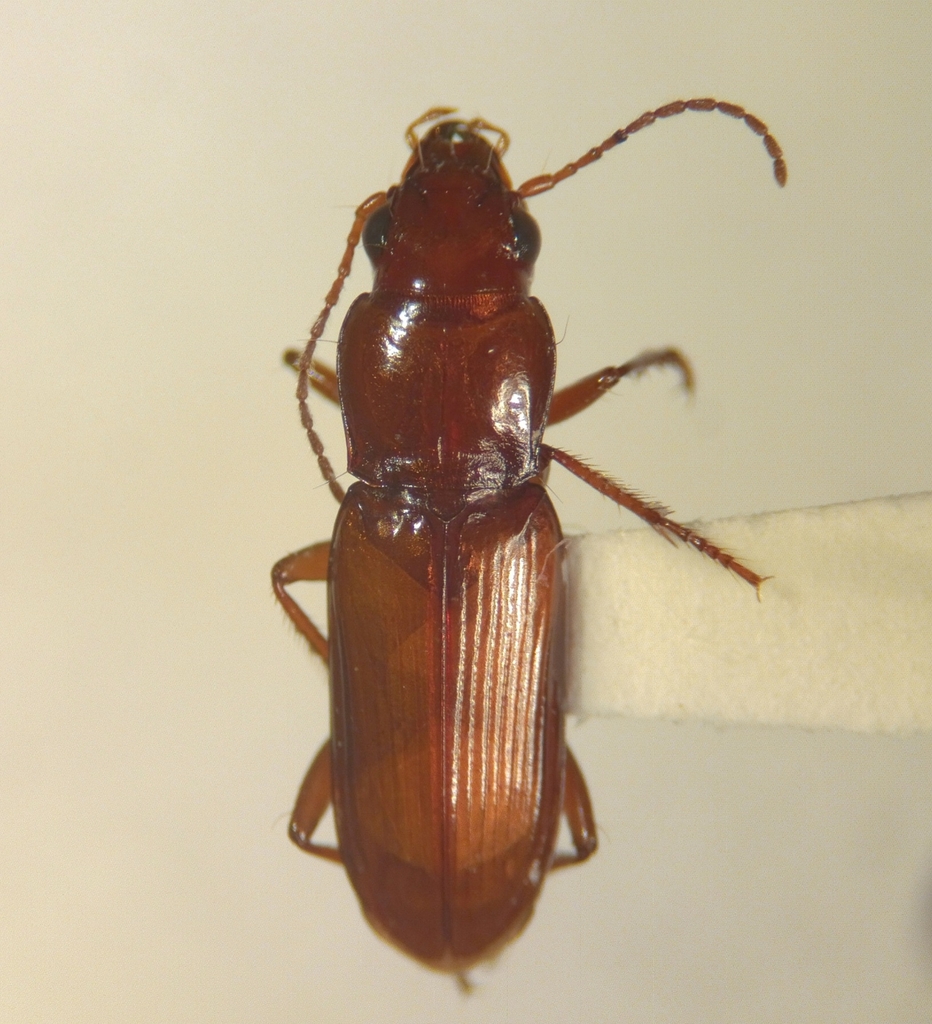 Diplochaetus megacephalus
