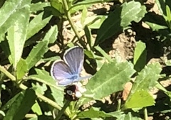 Echinargus isola