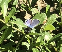 Echinargus isola