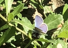 Echinargus isola