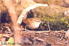 Urosphena squameiceps