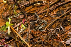 Thamnophis proximus proximus