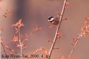 Sittiparus varius