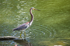 Egretta tricolor image