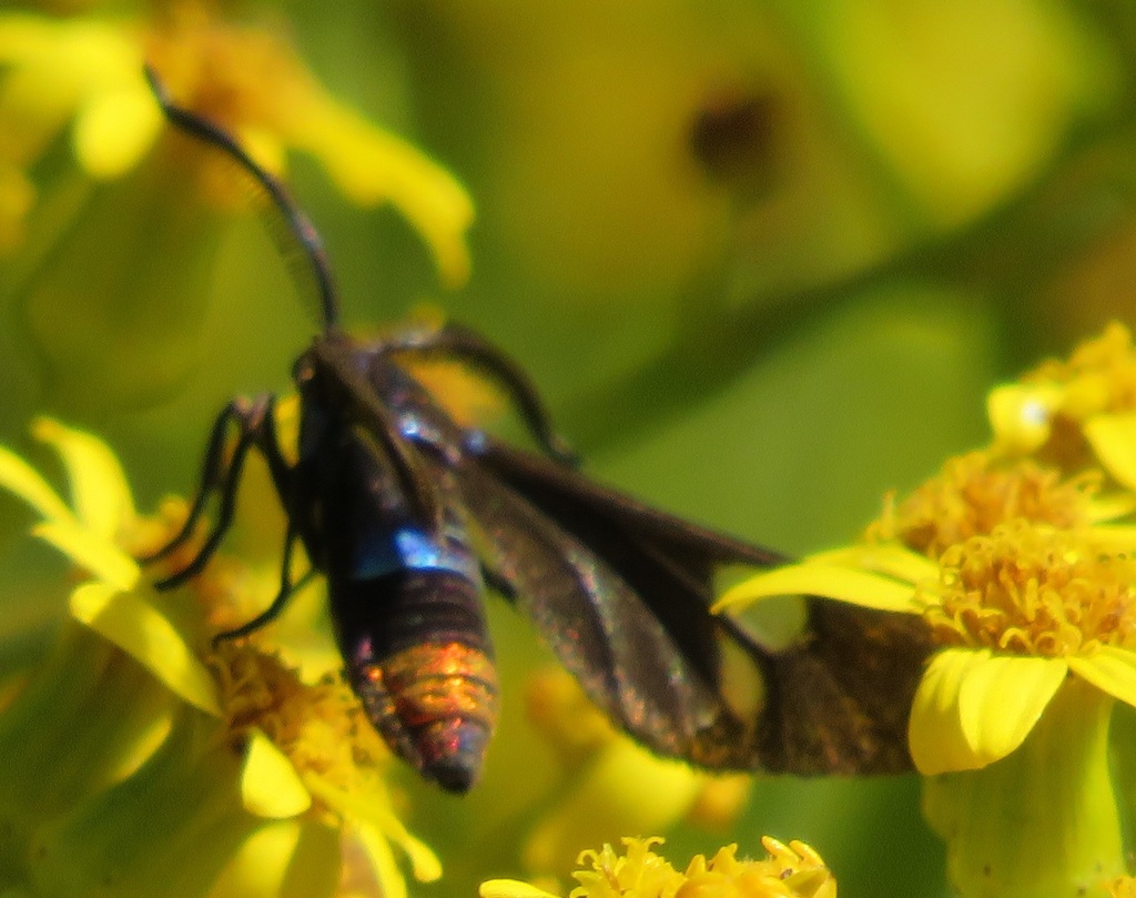 Tascia finalis