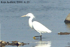 Egretta eulophotes