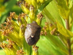 Holcostethus limbolarius