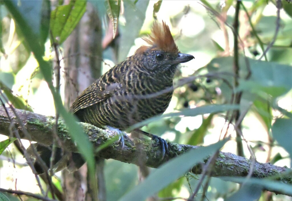 Tufted Antshrike