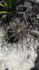 Ferocactus recurvus recurvus