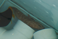 Epinephelus adscensionis