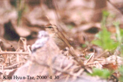 Urosphena squameiceps