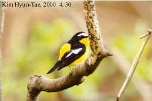 Ficedula zanthopygia