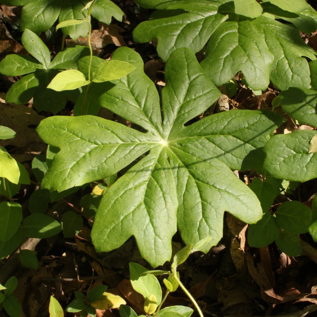 mayapple from Lugoff, SC 29078, USA on April 02, 2023 at 1159 AM by