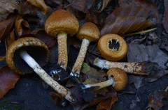 Lacrymaria pyrotricha