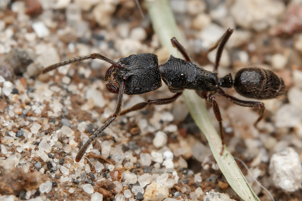 Odontoponera denticulata
