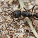 猛齒蟻 - Photo 由 t7iguy 所上傳的 (c) t7iguy，保留部份權利CC BY-NC-ND