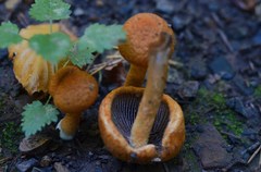 Lacrymaria pyrotricha