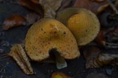 Lacrymaria pyrotricha