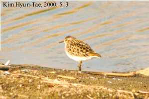 Calidris subminuta