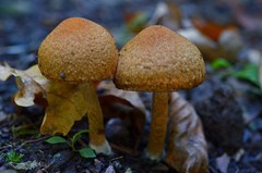 Lacrymaria pyrotricha