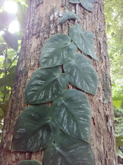 Monstera tuberculata