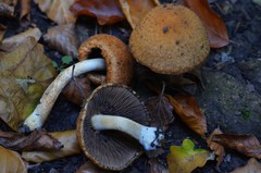 Lacrymaria pyrotricha