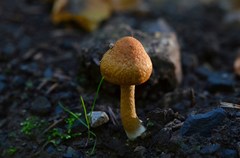 Lacrymaria pyrotricha